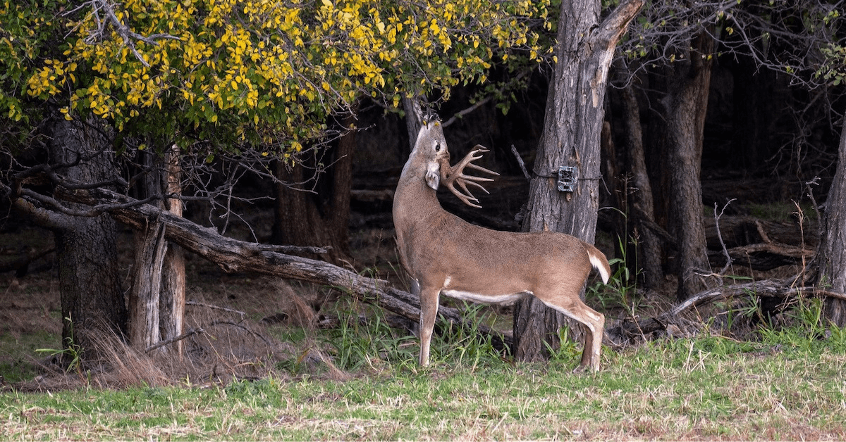 Featured Image for The Truth About Antler Genetics, Timing the Rut and Whitetail Glands